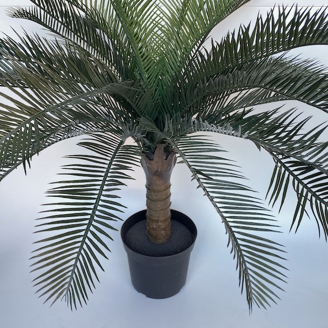 GREENERY, Sago Palm Plant 80cm H